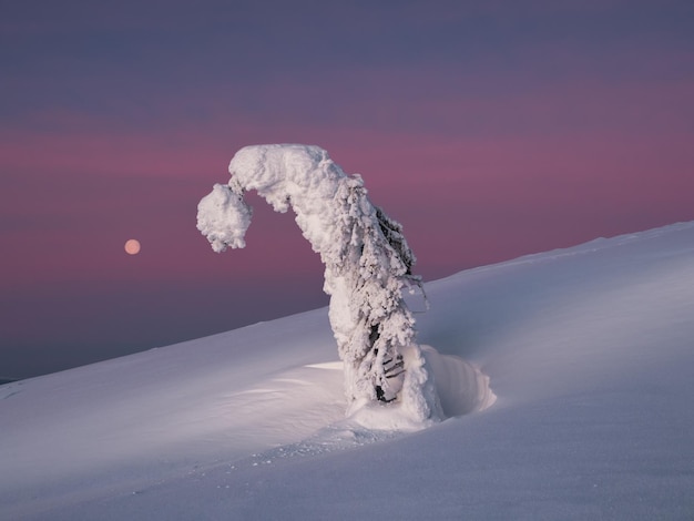 Magical bizarre silhouette of bent fir tree are plastered with snow at purple dawn background Arctic harsh nature with full moon Mystical fairy tale at the winter mountain