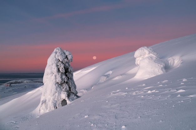 Magical bizarre silhouette of fir tree are plastered with snow at purple dawn background Arctic harsh nature Mystical fairy tale at the winter mountain Snow covered Christmas fir on mountainside