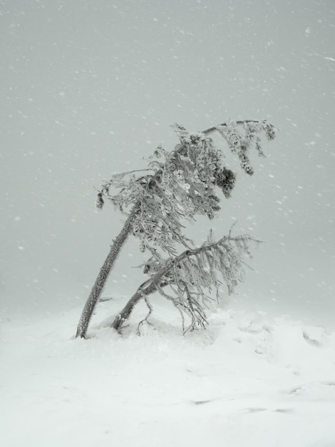 Magical bizarre silhouettes of trees are plastered with snow Ar