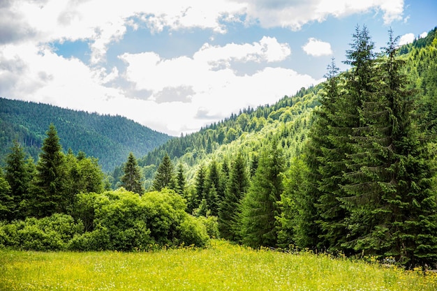 Magical fairytale forests Coniferous forest covered green moss Oniferous forest Sunset Sunrise Sun Sunshine In Sunny Summer Coniferous Forest Sunlight Sunbeams Through Woods In Forest Landscape