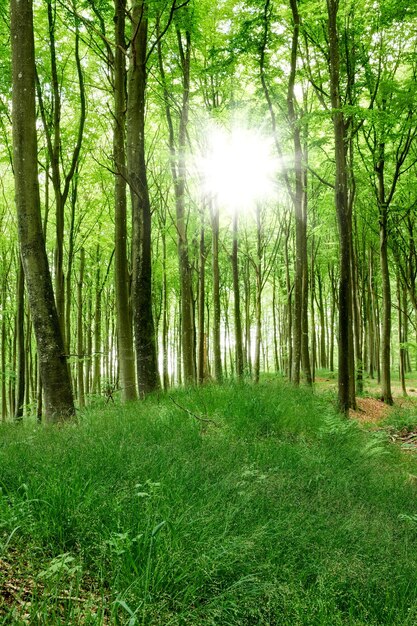 Photo magical green forest with sun rays in spring landscape of a beautiful and peaceful nature environment with lots of tall trees and wild lush grass remote location of a mysterious wood land