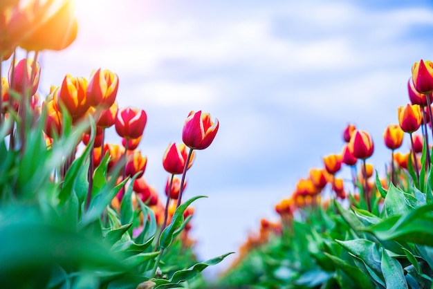 Magical landscape with fantastic beautiful tulips field in netherlands on spring blooming multicolor