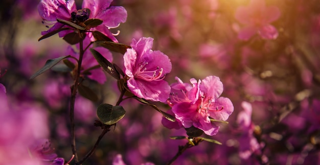 Magical spring pink flowers in the sunlight, soft focus, close-up. Cherry blossom, almond, rhododendron. Floral background, banner.