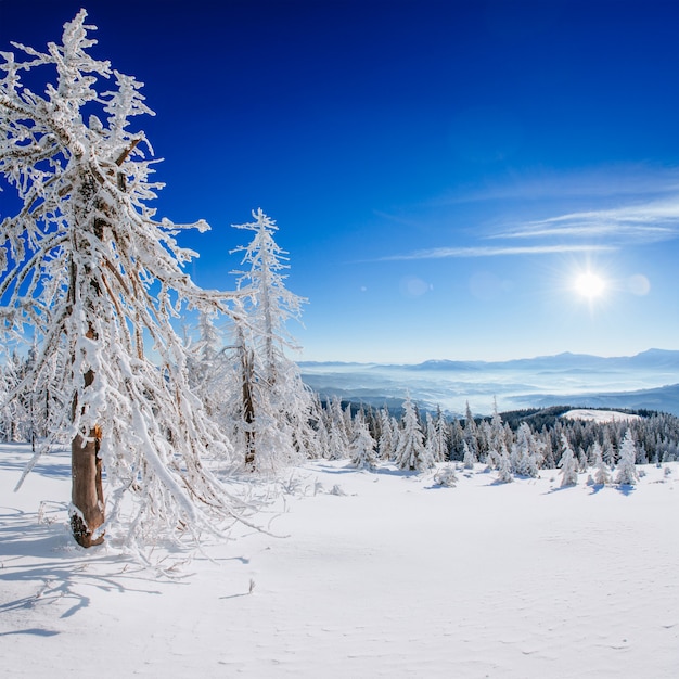 Magical winter snow covered tree