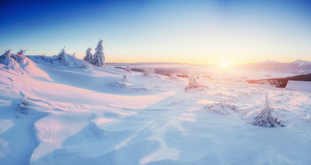 Magical winter snow covered tree