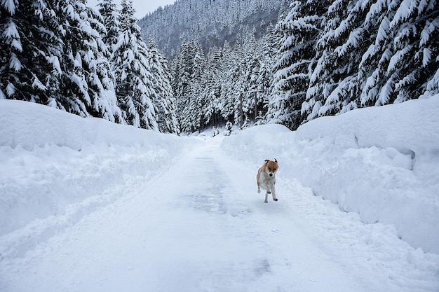 Magical winter wonderland landscape with frosty bare trees and dog in distance