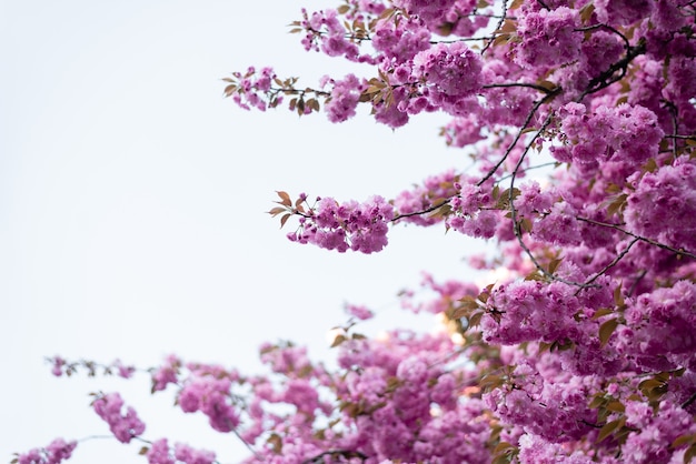 Magnificent and beautiful sakura flowers in spring