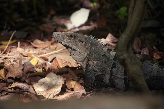 Magnificent green iguana immersed in its natural habitat