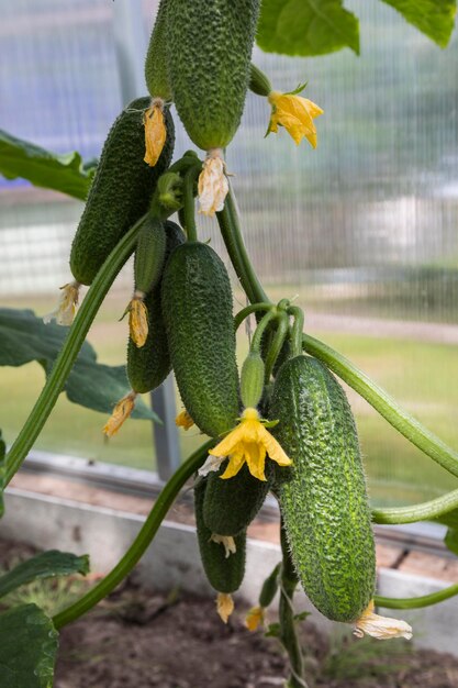 A magnificent harvest of cucumbers on a branch in a greenhouse