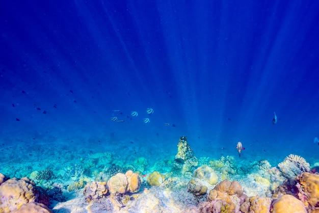 The magnificent underwater world of the Maldives