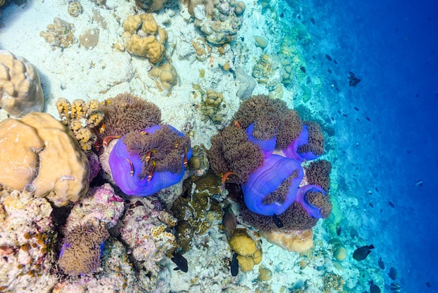 The magnificent underwater world of the Maldives