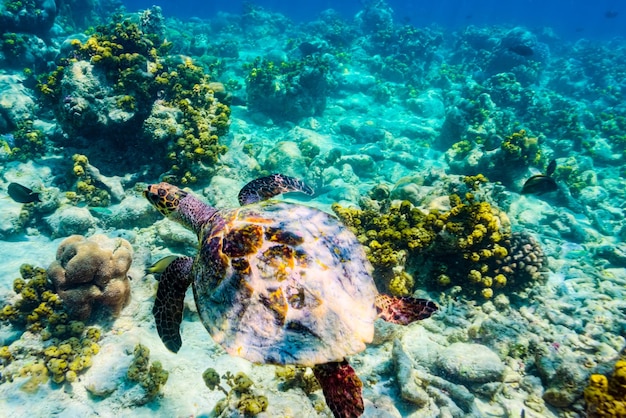 The magnificent underwater world of the Maldives