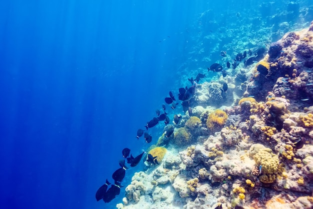 The magnificent underwater world of the Maldives