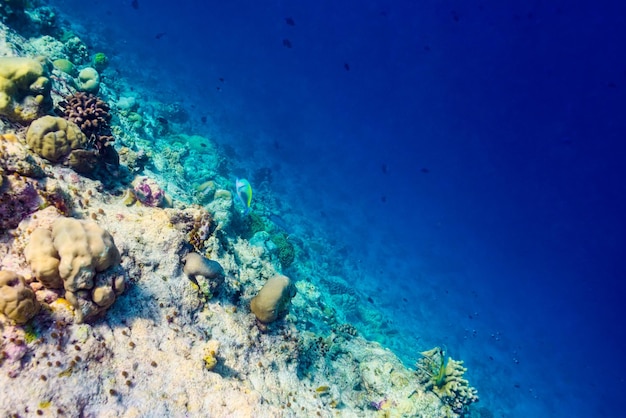 The magnificent underwater world of the Maldives