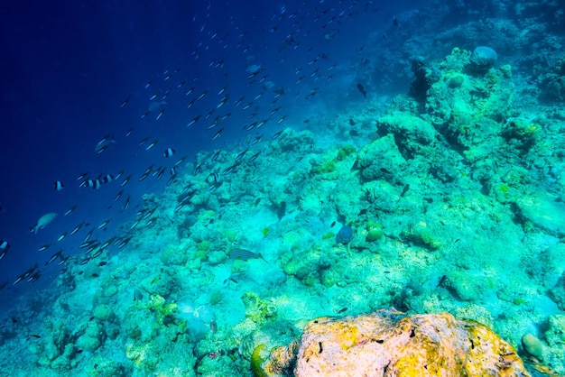 The magnificent underwater world of the Maldives