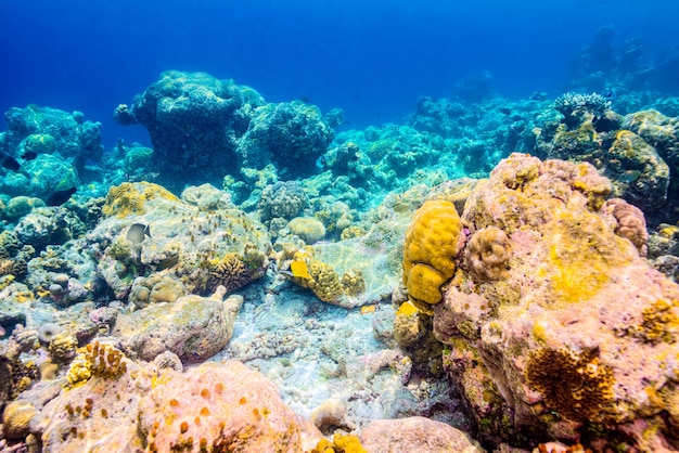 The magnificent underwater world of the Maldives