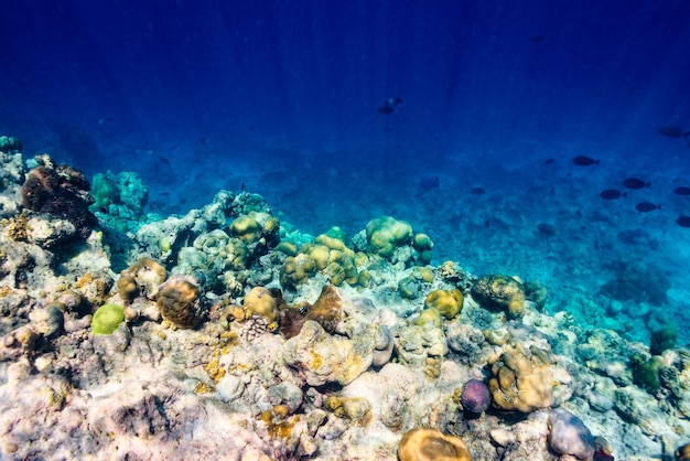 The magnificent underwater world of the Maldives