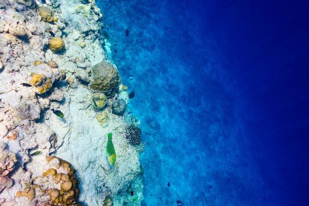 The magnificent underwater world of the Maldives