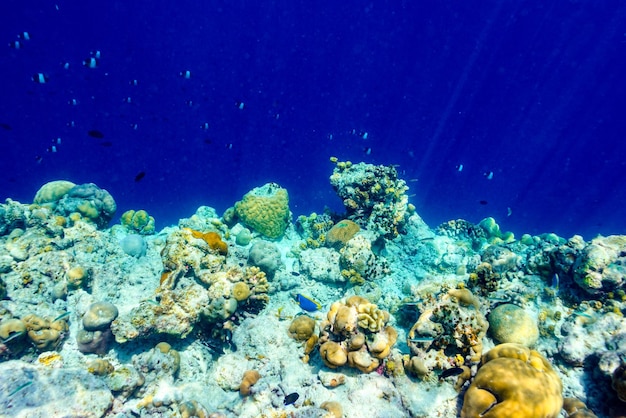 The magnificent underwater world of the Maldives