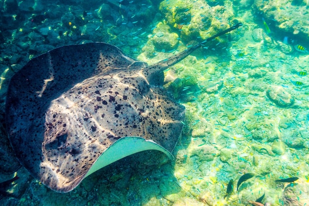 The magnificent underwater world of the Maldives