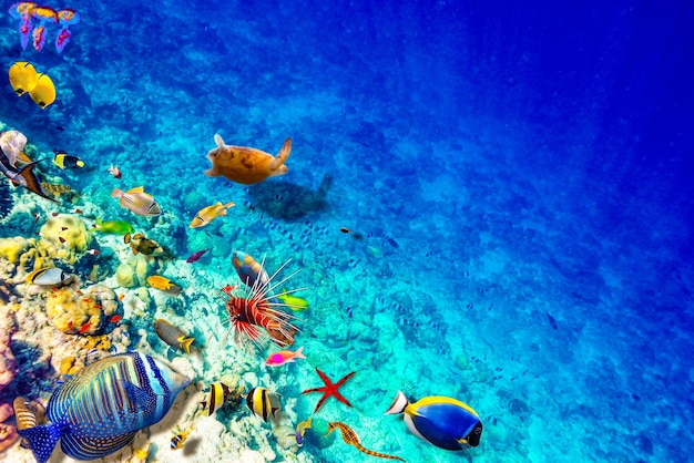 The magnificent underwater world of the Maldives