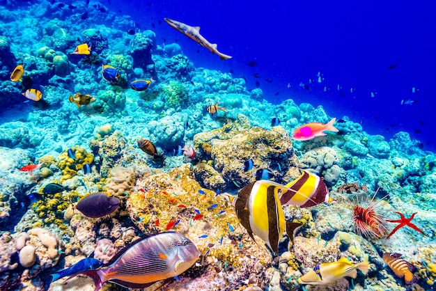 The magnificent underwater world of the Maldives