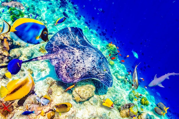 The magnificent underwater world of the Maldives