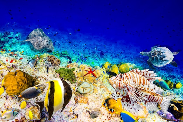 The magnificent underwater world of the Maldives