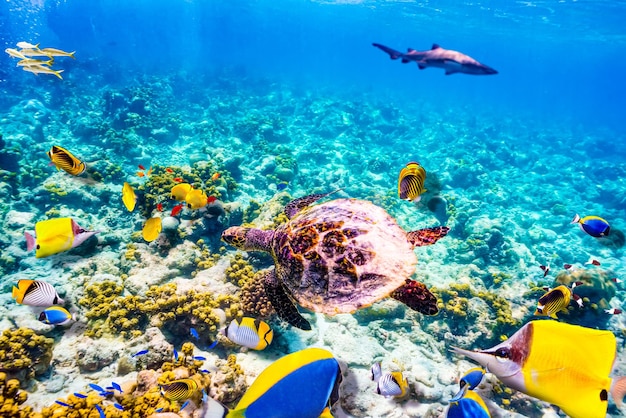 The magnificent underwater world of the Maldives