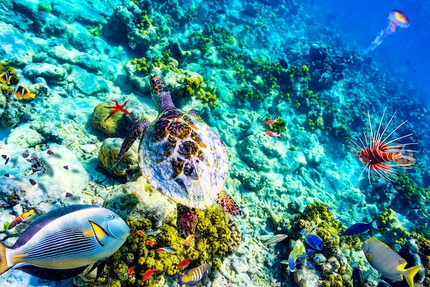 The magnificent underwater world of the Maldives