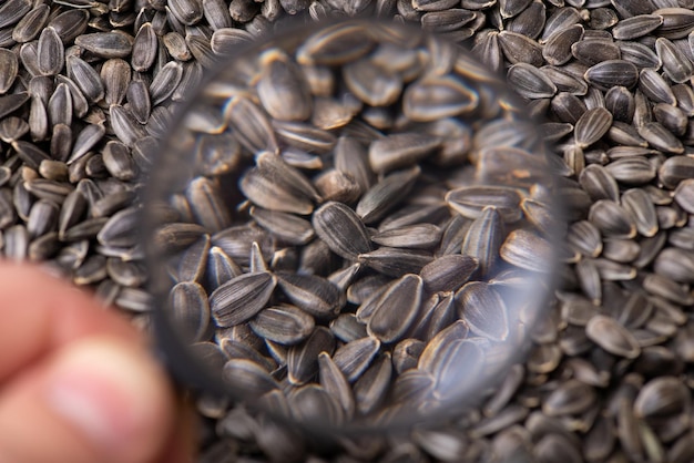 Magnifying glass above sunflowers grain