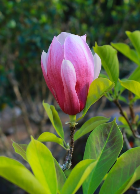 Magnolia Beautiful flowers.