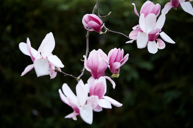 Magnolia in bloom. Magnolia white and pink flowers