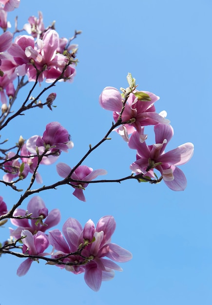 Magnolia branch with flowers and blue sky