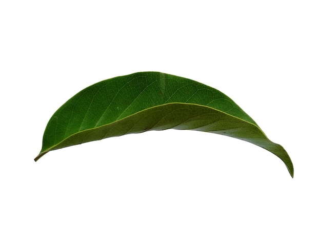 Magnolia champaca leaf on white background