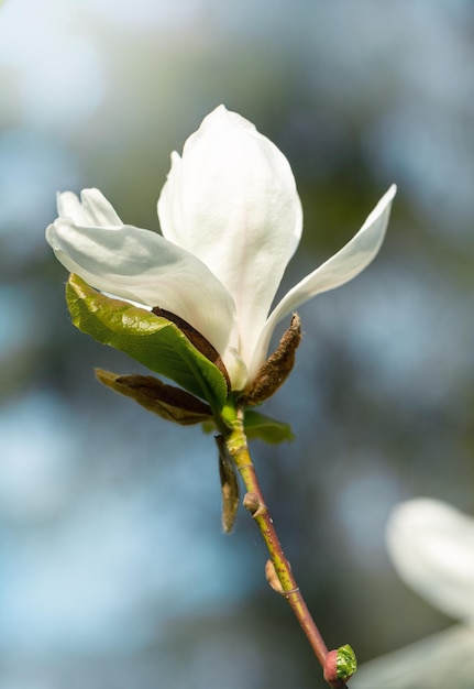 Magnolia flower on blurred background Close up