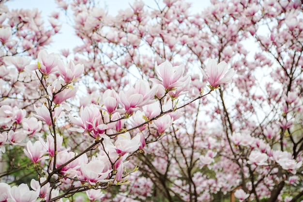 Magnolia flower in the garden Type of plants