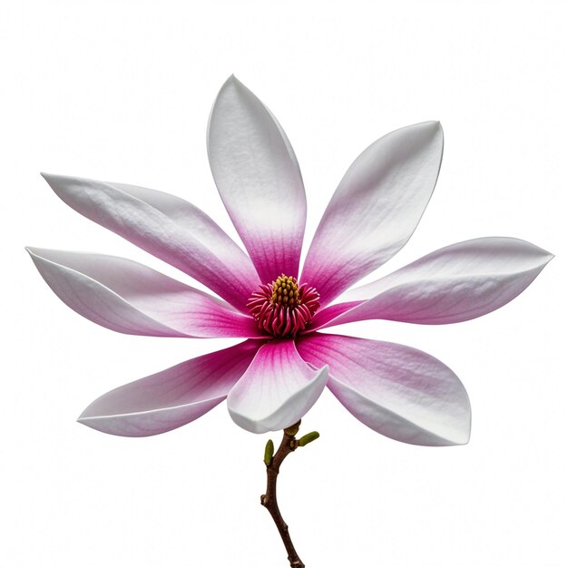 Magnolia flower isolated on white background