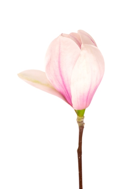 Magnolia flower isolated on white surface