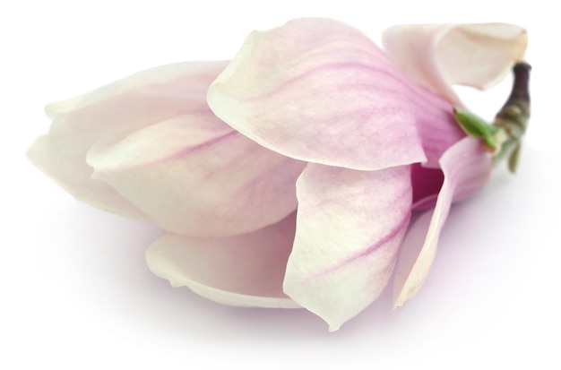 Magnolia flower over white background