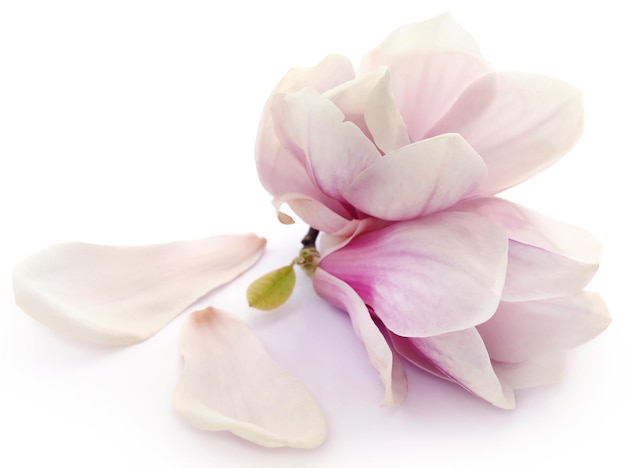 Magnolia flower over white background