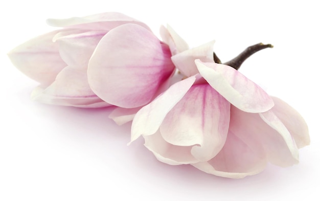 Magnolia flower over white background