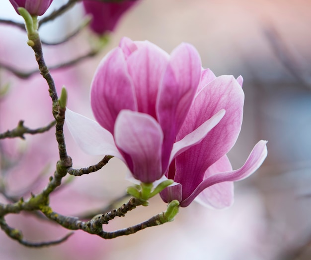 Magnolia flower with white and pink petals