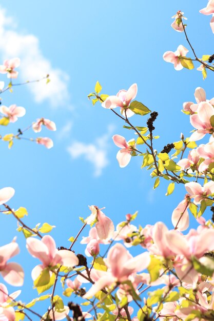 Magnolia flowers against the blue sky spring background Bottom up view of magnolia blooming