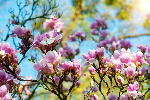 Magnolia flowers background Beautiful nature scene with blooming tree and sun Sunny day with spring flowers