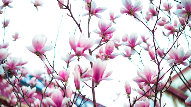 Magnolia flowers blossomed in the garden The beginning of spring Nature and plants Botany