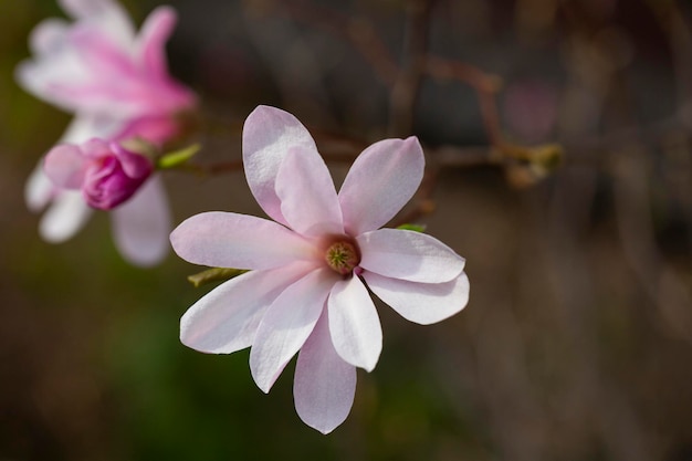 Magnolia flowers close up Flowering Magnolia Tree Magnolia loebneri Leonard Messel Star Blossoming Magnolia flowers