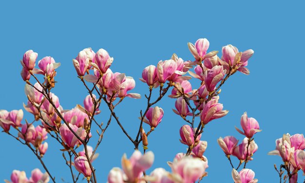 Magnolia flowers in spring time