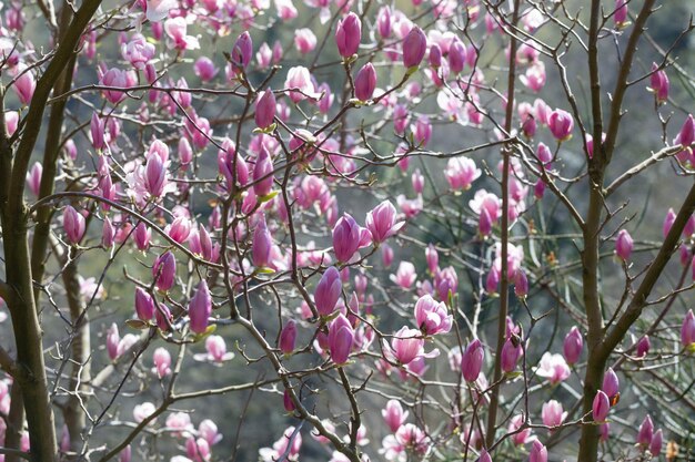 Magnolia flowers on sunlight in spring garden