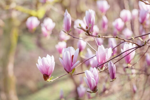 Magnolia flowers on sunlight in spring garden